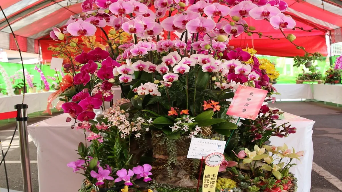 大里農會全國蘭花展 3月17日登場