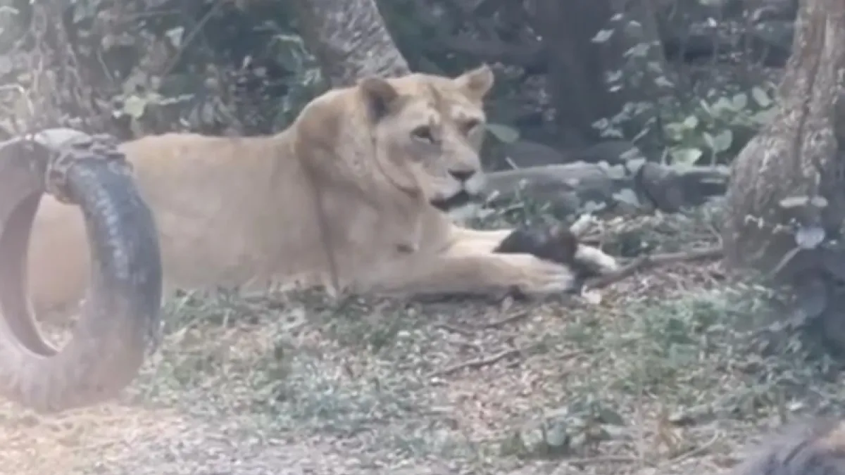 壽山動物園出現弱肉強食捕食場景。(圖/社會事影音)