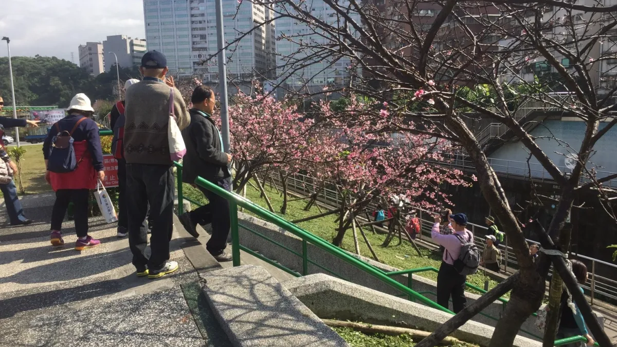 不用到陽明山人擠人 樂活公園櫻花即將滿開