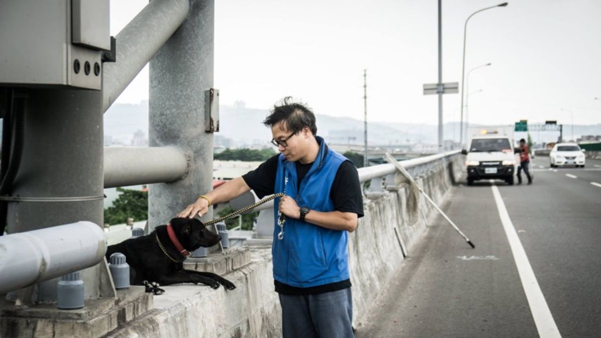 新北市政府明年元月1日起首創全國第一個動物救援中心,未來消防員不用再幫忙捕蜂捉蛇。圖為新北市動保員成功救出誤闖快速道路的毛小孩。(新北市動保處提供) 新北市政府明年元月1日起首創全國第一個動物救援中心,未來消防員不用再幫忙捕蜂捉蛇。圖為新北市動保員成功救出誤闖快速道路的毛小孩。(新北市動保處提供)