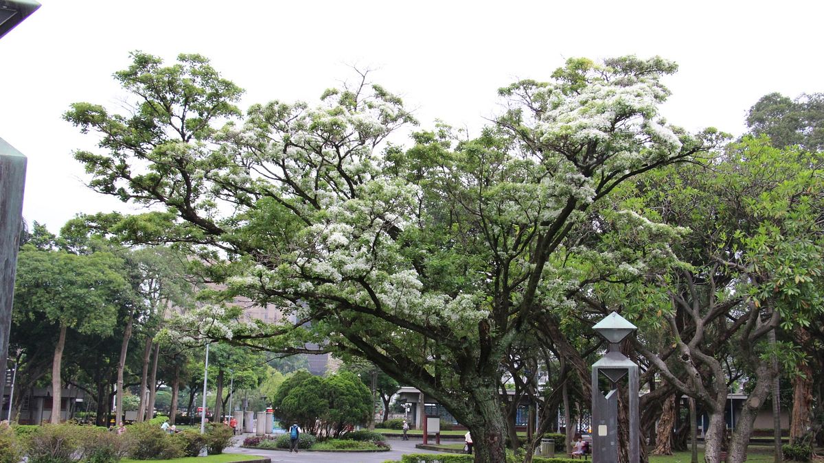 台北降起4月雪 流蘇風中搖曳留下滿地浪漫 台北降起4月雪 流蘇風中搖曳留下滿地浪漫