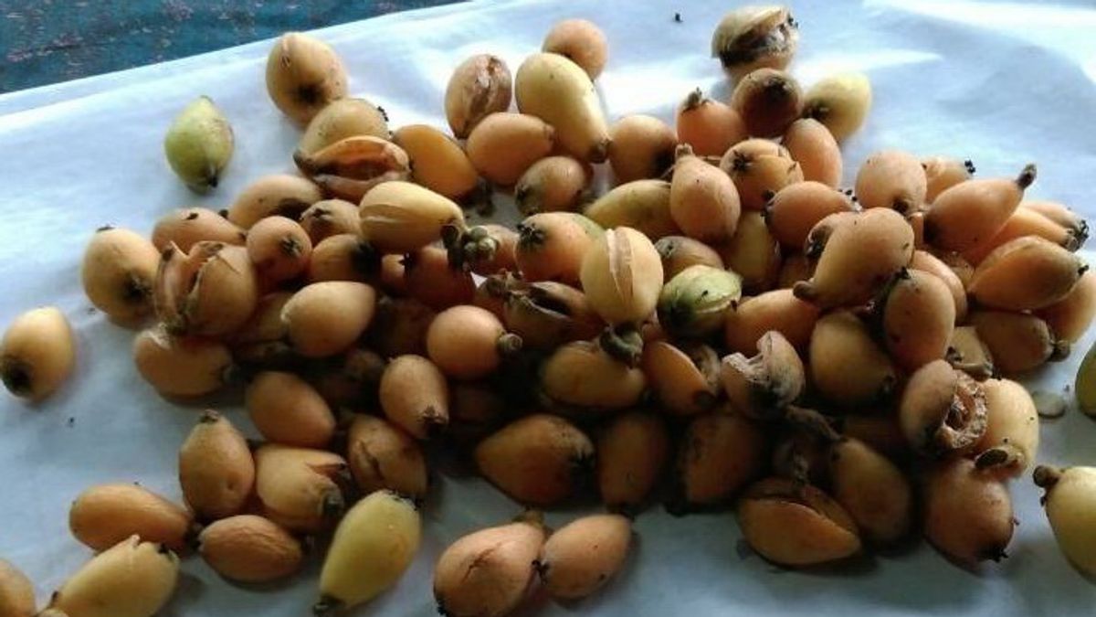 中市枇杷農損 農發基金編列1億助農民復耕 中市枇杷農損 農發基金編列1億助農民復耕