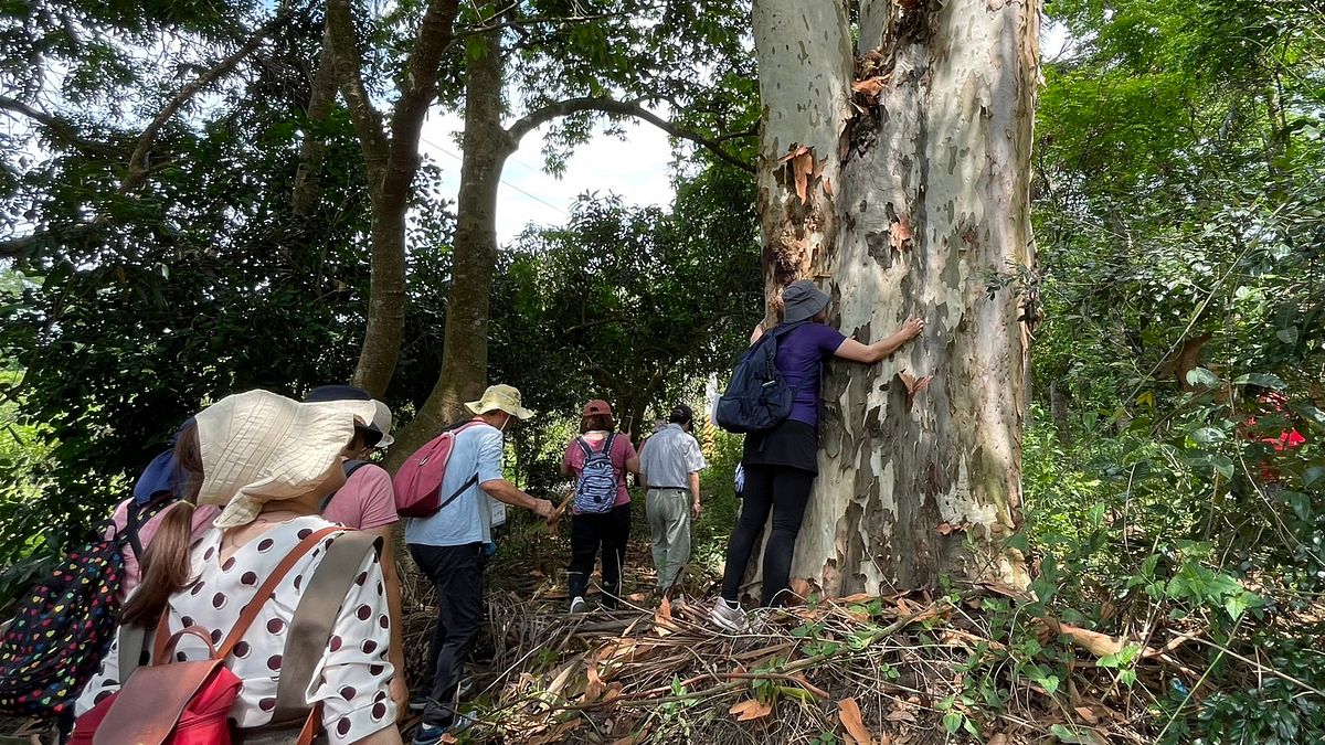 走讀活動前往北客至甲仙採樟的後代鄭添德-阿德農場,了解早期客家人採樟的故事,有棵百年檸檬桉大樹。(圖/高雄市客委會提供) 走讀活動前往北客至甲仙採樟的後代鄭添德-阿德農場,了解早期客家人採樟的故事,有棵百年檸檬桉大樹。(圖/高雄市客委會提供)