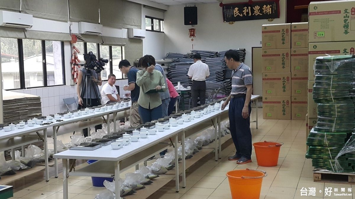 年初降雪加持 石碇春茶品質歷年最優 年初降雪加持 石碇春茶品質歷年最優