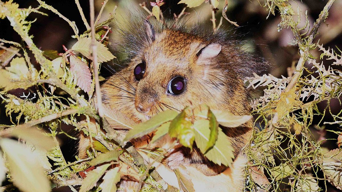 杉林溪林間發現罕見的台灣小鼯鼠在林間活動的足跡。(圖/杉林溪森林遊樂區提供) 杉林溪林間發現罕見的台灣小鼯鼠在林間活動的足跡。(圖/杉林溪森林遊樂區提供)