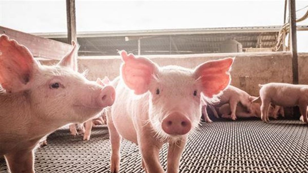 歷經將近23年的留校察看、3次拔針,台灣終於從口蹄疫區除名了!(圖/華人健康網) 歷經將近23年的留校察看、3次拔針,台灣終於從口蹄疫區除名了!(圖/華人健康網)