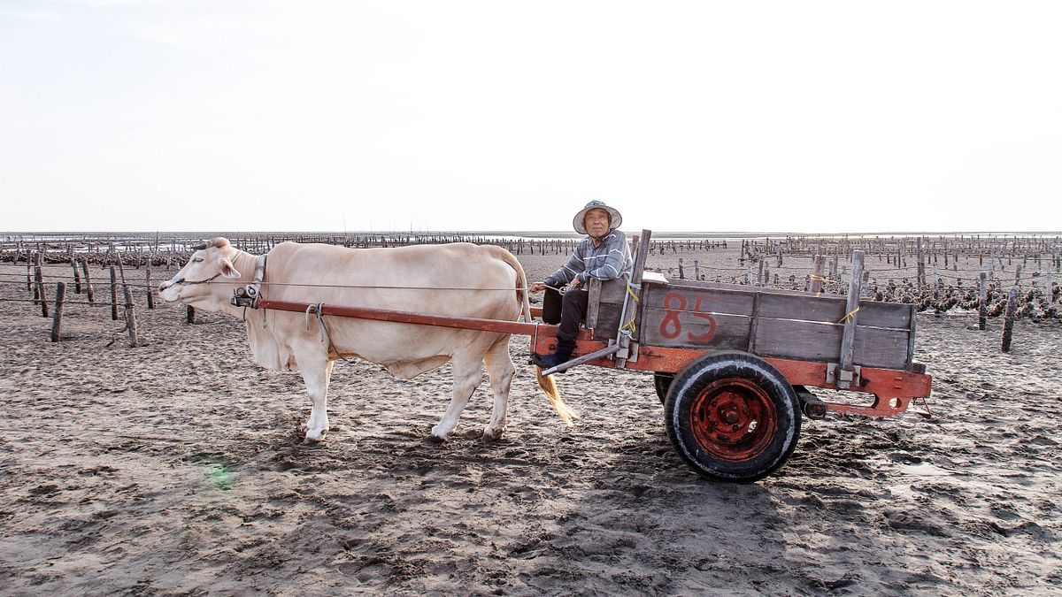 漁法起源時間不詳 | 彰化芳苑4月至9月(圖/行人文化實驗室提供) 漁法起源時間不詳 | 彰化芳苑4月至9月(圖/行人文化實驗室提供)