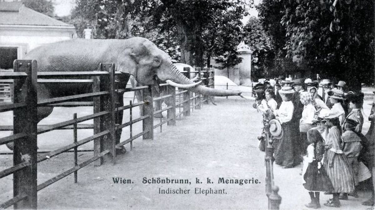 當人類社會建構起文明和工業,漸漸失去了與動物的交集,便創造了一個冒牌的大自然—「動物園」。(圖/好青年荼毒室) 當人類社會建構起文明和工業,漸漸失去了與動物的交集,便創造了一個冒牌的大自然—「動物園」。(圖/好青年荼毒室)