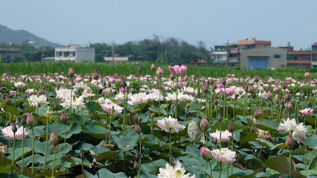 金山區內清水農地、磺清大橋及臺二線40.5km旁,皆可見到牡丹蓮盛開景象及淡淡蓮花清香。(圖/金山區公所提供) 金山區內清水農地、磺清大橋及臺二線40.5km旁,皆可見到牡丹蓮盛開景象及淡淡蓮花清香。(圖/金山區公所提供)
