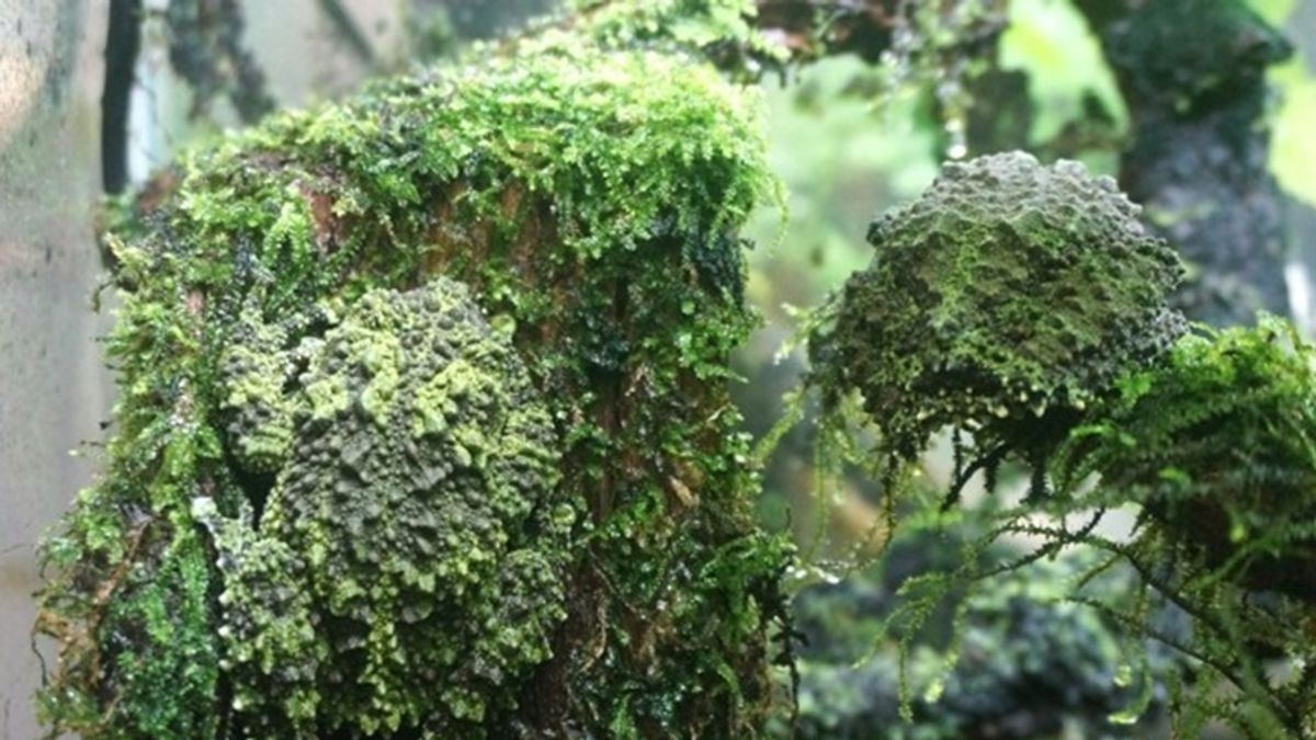 你看得出這張圖有幾隻蛙嗎?(圖/取自台北市立動物園臉書) 你看得出這張圖有幾隻蛙嗎?(圖/取自台北市立動物園臉書)