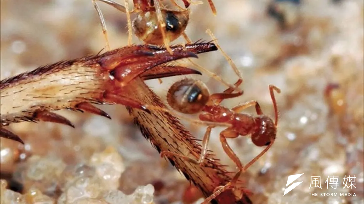紅火蟻入侵台灣已超過14年,其數量甚至還有持續攀升的趨勢,然而中央防檢局編列的經費卻逐年減少,不僅讓人懷疑,中央是否準備「棄守」這塊?(台大科學教育發展中心提供)
