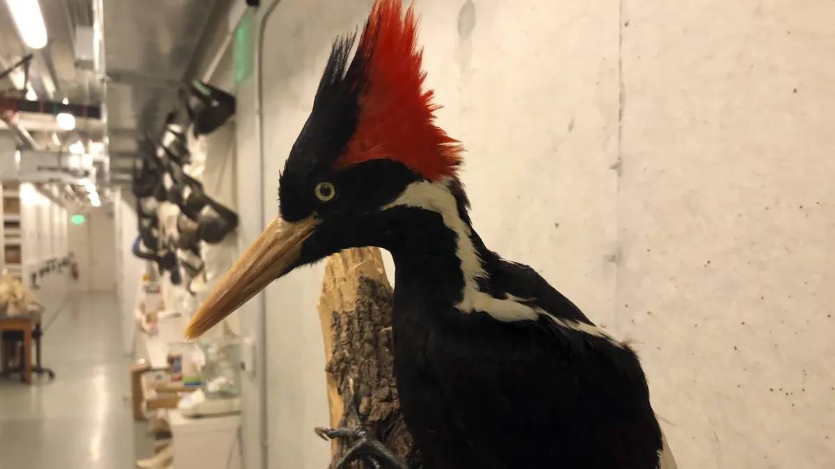 2021年9月29日被美國魚類及野生動物管理局(FWS)宣告滅絕的象牙喙啄木鳥(ivory-billed woodpecker)(AP)