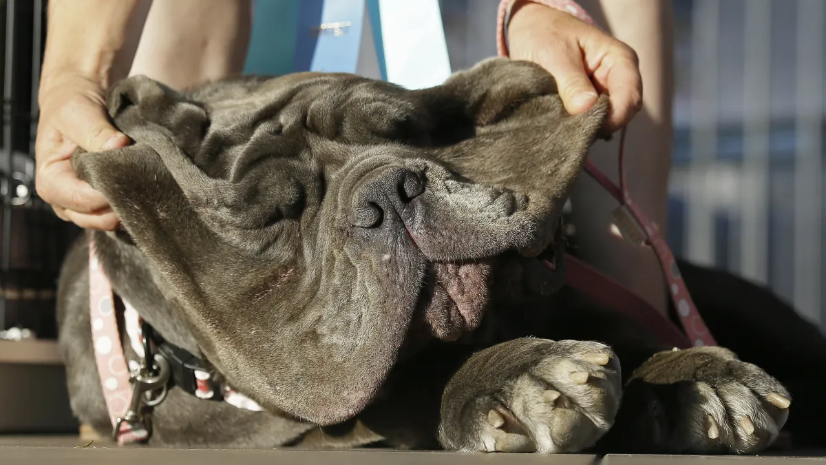 美國獒犬Martha獲選為「全球最醜狗狗」(World's Ugliest Dog)新一屆冠軍(AP)