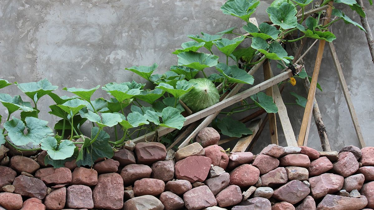 瓜藤。(imcarlos@Pixabay) 瓜藤。(imcarlos@Pixabay)