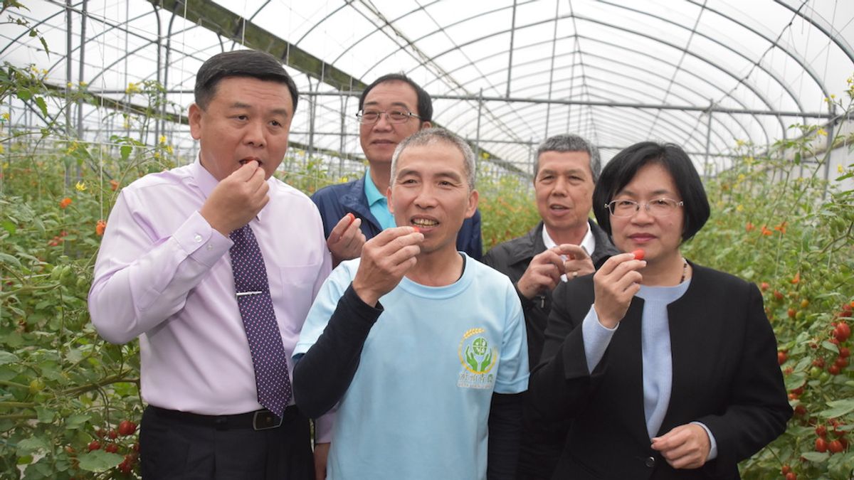 彰化縣長王惠美參加小果番茄評鑑冠軍果園觀摩會,品嘗冠軍小番茄。(圖/彰化縣政府提供) 彰化縣長王惠美參加小果番茄評鑑冠軍果園觀摩會,品嘗冠軍小番茄。(圖/彰化縣政府提供)