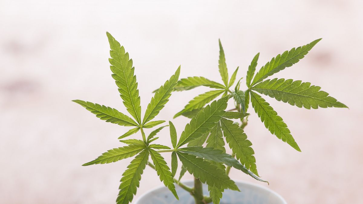 川普強推大麻降為第3級!白宮密會掀1970年代後最大改革 醫界警告恐衝擊公共衛生