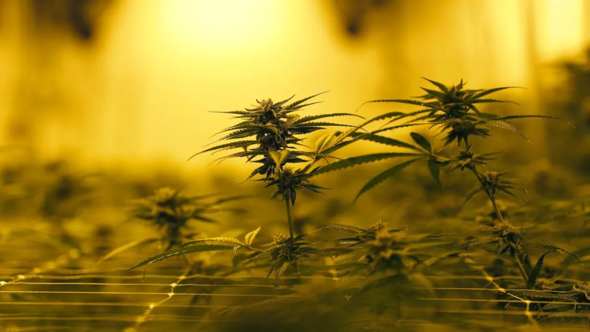 泰國希望能透過大麻發展「綠色經濟」(AP)