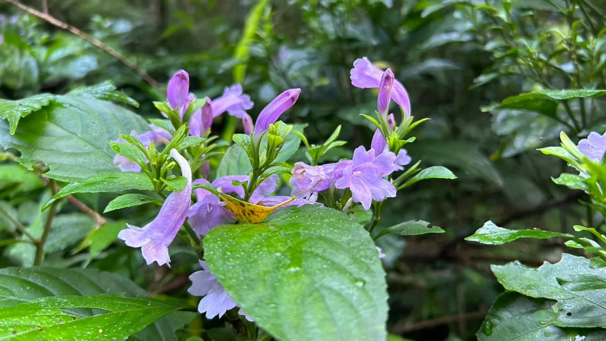 林下經濟可種植之藥用作物馬藍。(圖/林務局南投林管處)