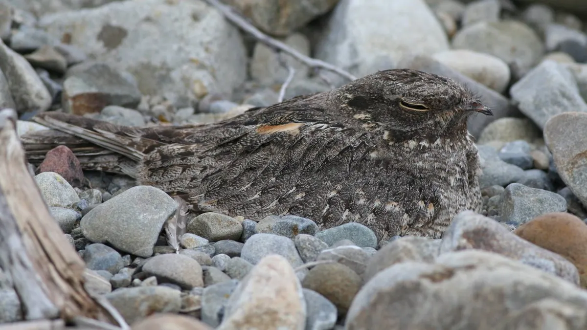防治夜鷹吵人的方法 農業局:就是給牠「吵回來」