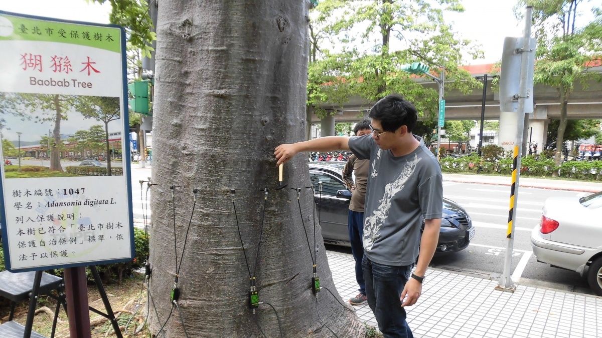 「繩套」上樹 樹藝師幫樹木看病 「繩套」上樹 樹藝師幫樹木看病