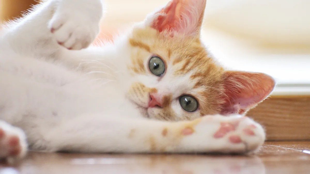 苗栗縣政府宣布,自7月1日起,符合條件的室內飼養貓隻,將可免施打狂犬病疫苗。(示意圖/取自yoppy@flickr) 苗栗縣政府宣布,自7月1日起,符合條件的室內飼養貓隻,將可免施打狂犬病疫苗。(示意圖/取自yoppy@flickr)