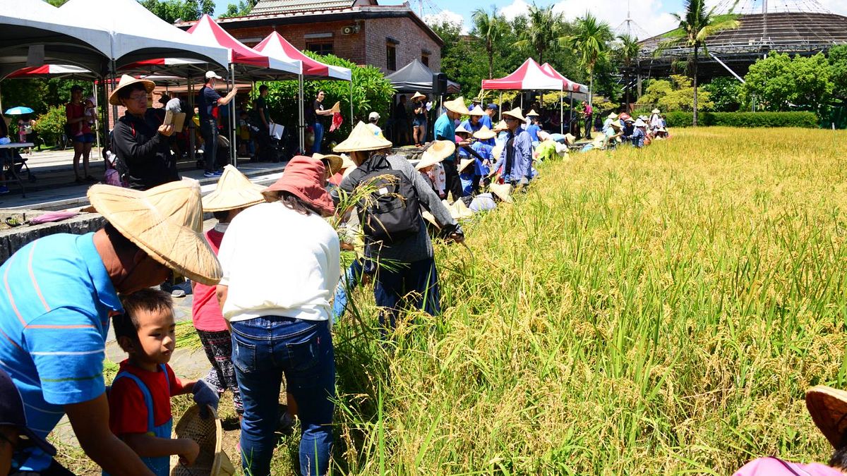六堆客家文化園區邀民眾體驗人工割禾。(圖/客委會提供) 六堆客家文化園區邀民眾體驗人工割禾。(圖/客委會提供)