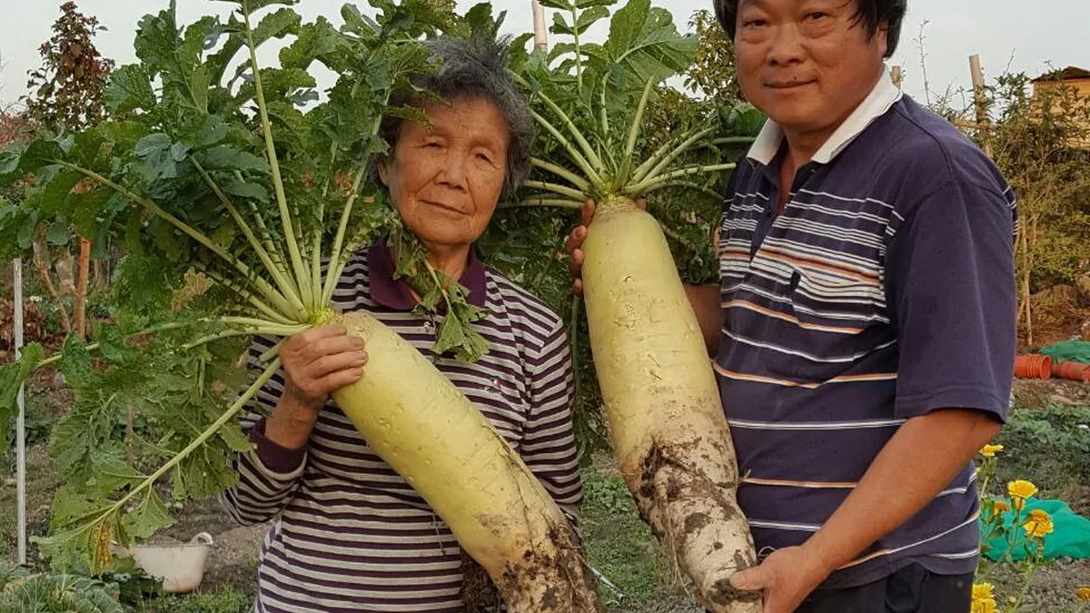 每條十幾台斤重 石岡九旬阿嬤種出超級大蘿蔔