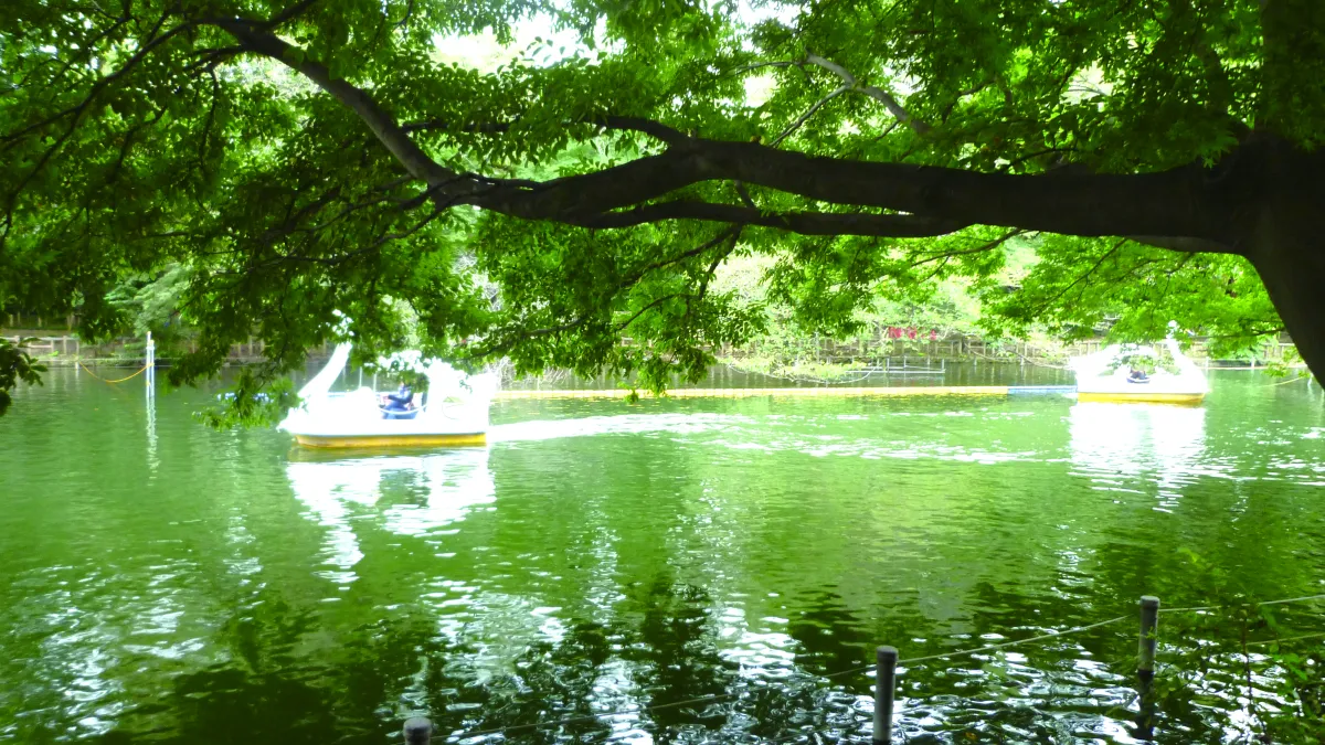 吉祥寺跟三鷹之間的井之頭公園是東京最適合散步的公園,因為自然殘存最多、離車站只有十分鐘,不論是哪個季節去都很美、很有看頭。