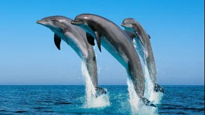 海豚應該自由自在優遊於大海之中。(海豚灣截圖)