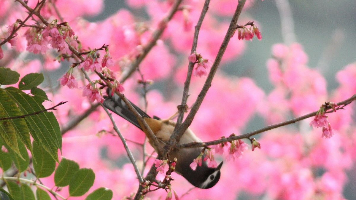 八仙山賞鳥活動 聆聽鳥的故事 八仙山賞鳥活動 聆聽鳥的故事