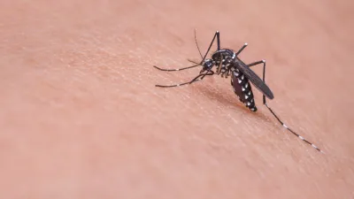 近期,一波由蚊子傳播的屈公病(Chikungunya)疫情正在全球範圍內升溫。(Pixabay)
