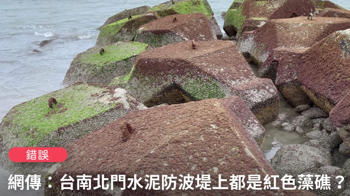 針對網路謠言,台灣事實查核中心經實地訪查並請專家確認後發現,台南學甲的藻類為「石蓴」與「崗氏莖刺藻」,兩者均不具鈣化能力。(取自台灣事實查核中心臉書)
