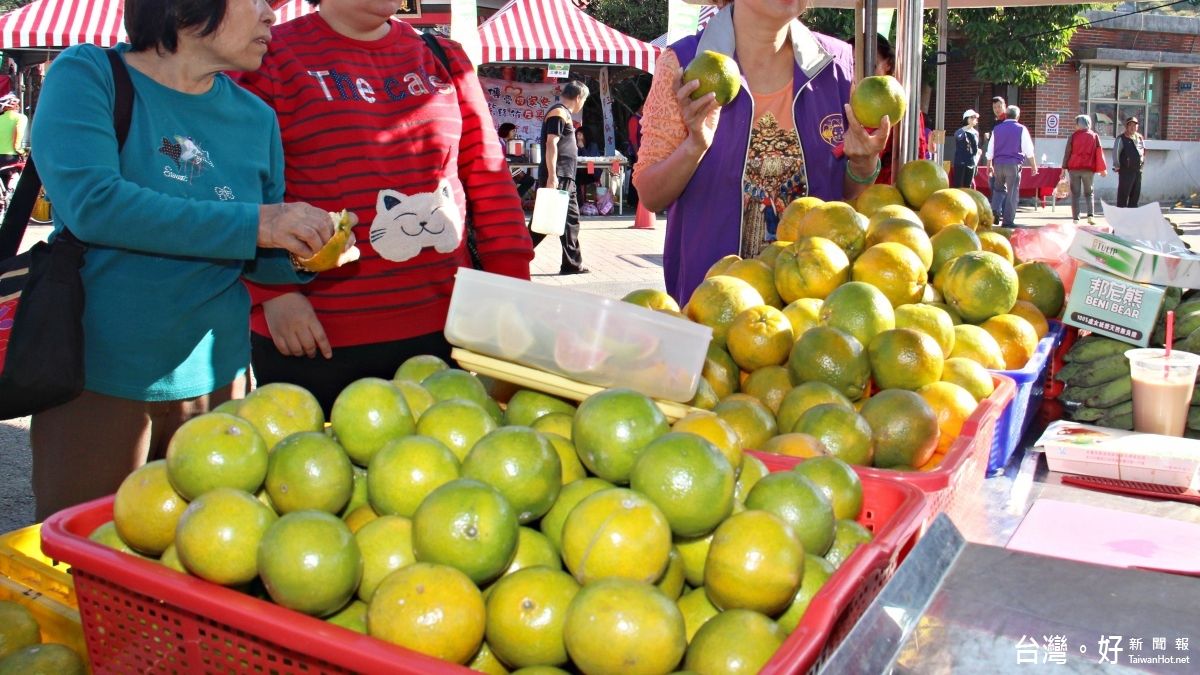三灣稻鄉柑香季熱鬧登場 賞花海體驗採果樂 三灣稻鄉柑香季熱鬧登場 賞花海體驗採果樂