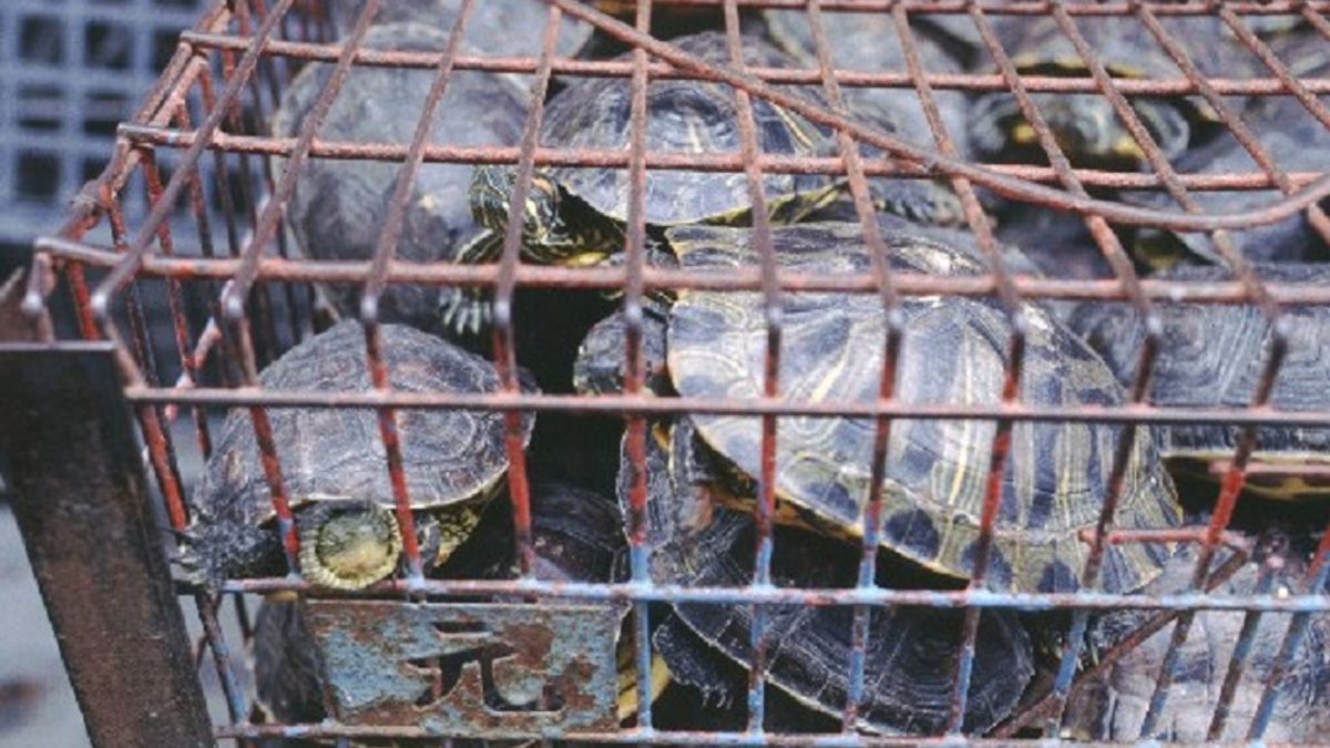 放烏龜會長壽的迷思,讓烏龜變成熱門放生物種,捕捉的烏龜在狹窄的空間裏反而造成更多傷亡。(台灣動物社會研究會提供) 放烏龜會長壽的迷思,讓烏龜變成熱門放生物種,捕捉的烏龜在狹窄的空間裏反而造成更多傷亡。(台灣動物社會研究會提供)