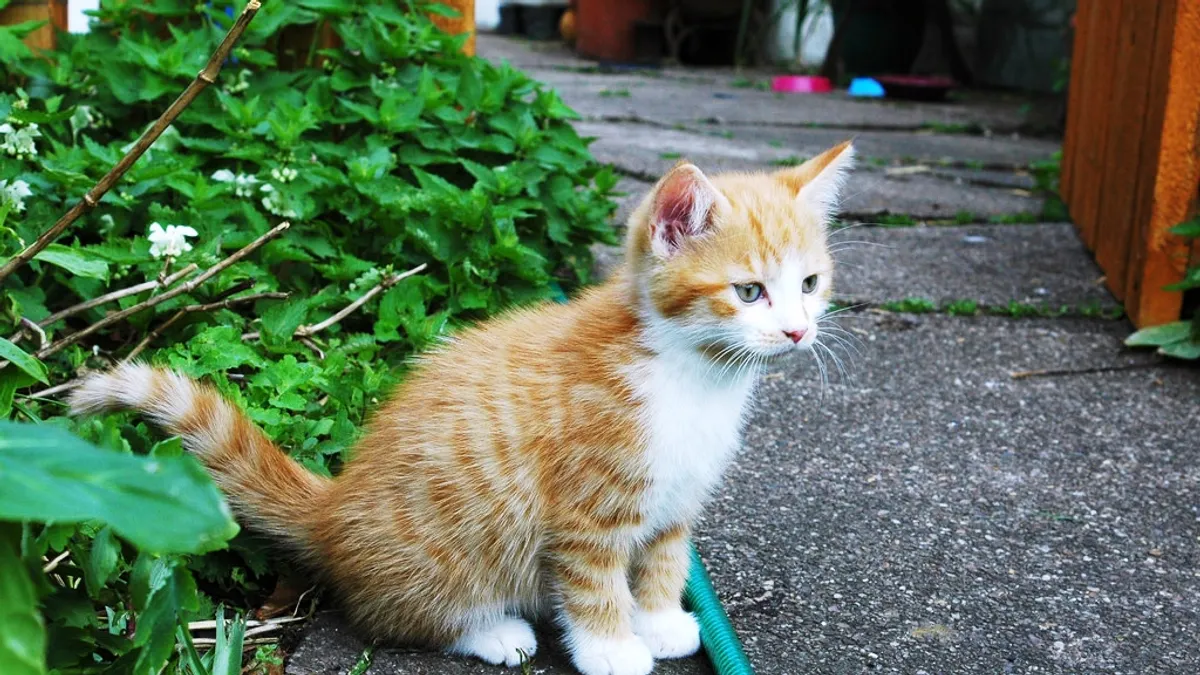 台灣的動物保護,是否真的名符其實?(圖/steve p2008@flickr) 台灣的動物保護,是否真的名符其實?(圖/steve p2008@flickr)