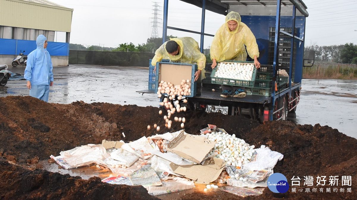 彰化逐批銷毀「芬普尼」毒雞蛋 轉化成堆肥 彰化逐批銷毀「芬普尼」毒雞蛋 轉化成堆肥