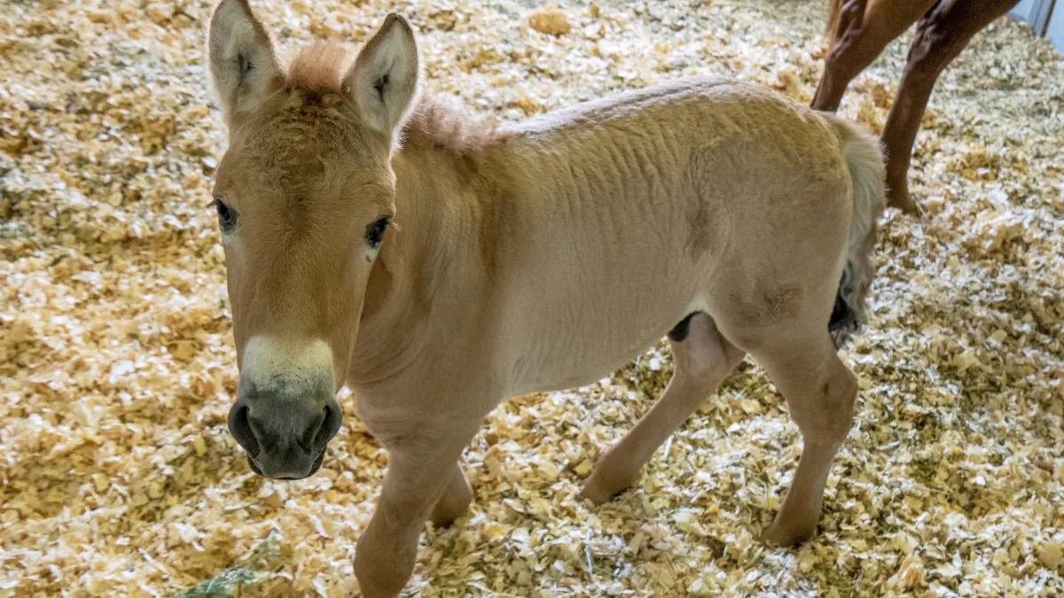 美國聖地亞哥動物園9月4日發布消息,表示科學家成功用40年前的冷凍細胞克隆出全球第一匹蒙古野馬。(美聯社)