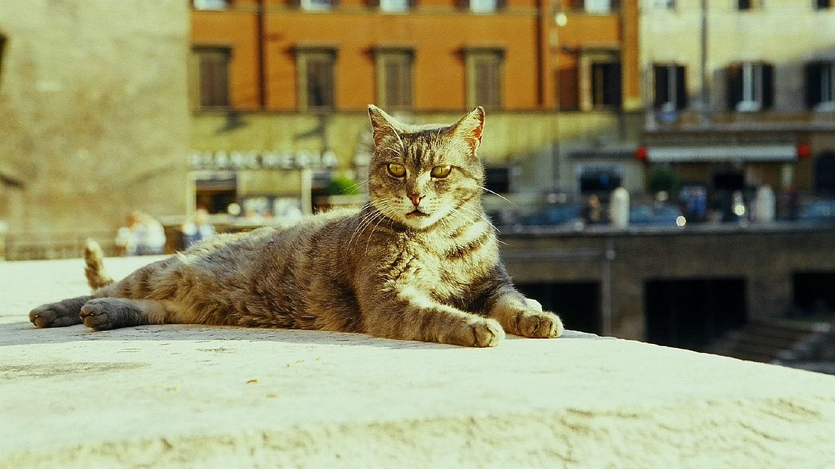 古羅馬遺跡銀塔廣場的貓咪。(Lisa Larsson@flickr) 古羅馬遺跡銀塔廣場的貓咪。(Lisa Larsson@flickr)