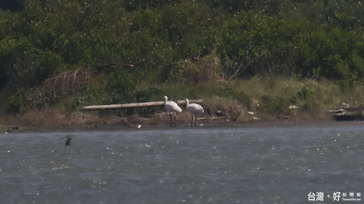 乘東北風而來 今年首批黑面琵鷺台南報到 乘東北風而來 今年首批黑面琵鷺台南報到