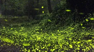 台中市東勢梨之鄉、軟埤坑及抽藤坑休閒農業區等三個休閒農業區和和平區大雪山社區發展協會分別自4月中起陸續舉辦螢火蟲季活動。(圖/台中市政府)