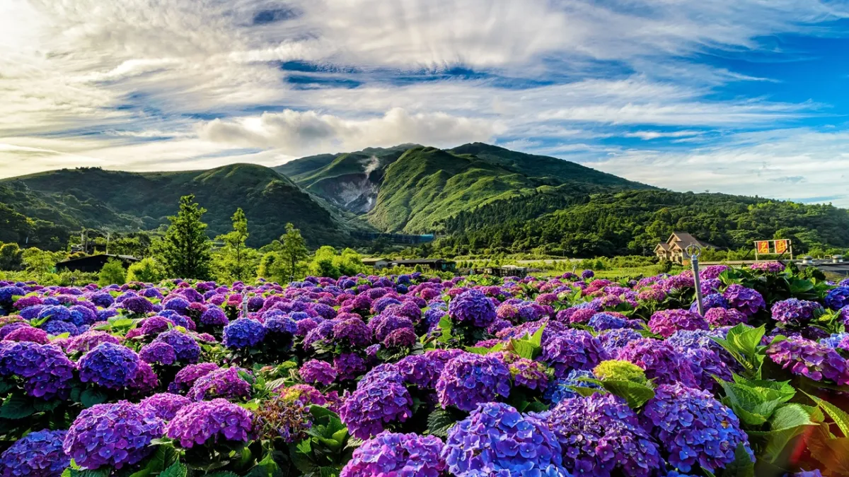 陽明山國家公園的季節性花海,吸引韓國旅客前往賞花與體驗山林風光。(圖/臺北市政府觀傳局提供)
