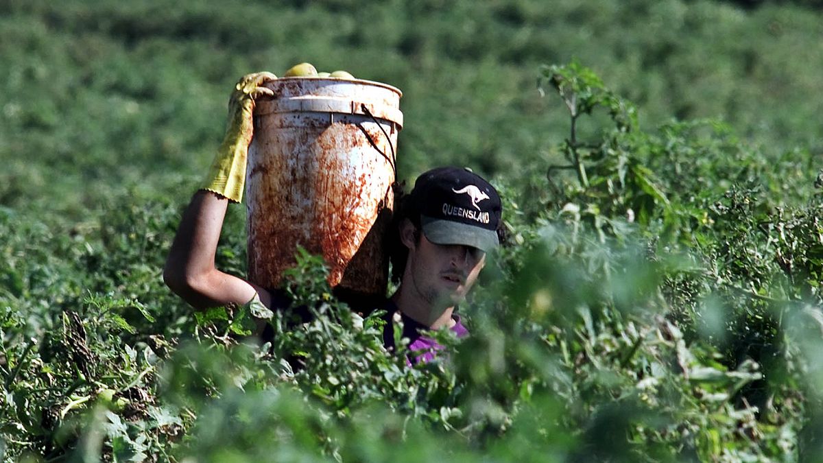 許多背包客到澳洲打工度假,卻遭到虐待與剝削等對待(AP) 許多背包客到澳洲打工度假,卻遭到虐待與剝削等對待(AP)