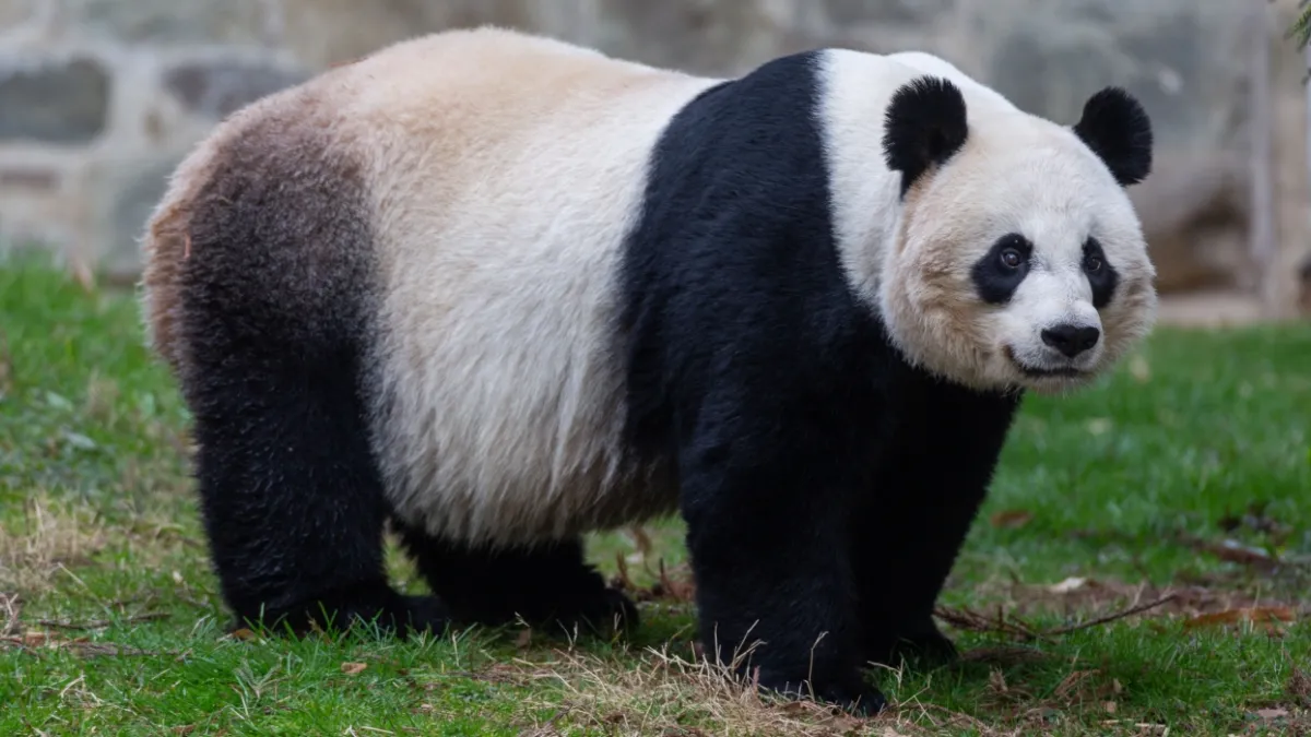 美國華盛頓國家動物園貓熊美香。(史密森尼國家動物園網站)