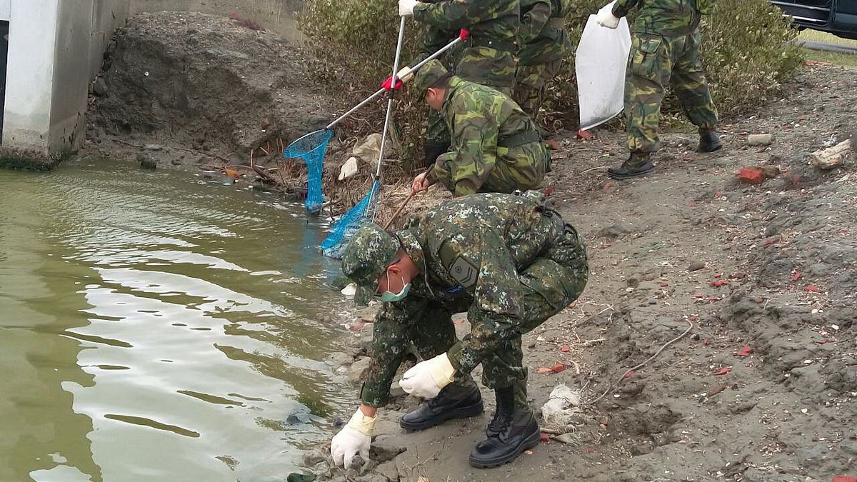 避免鳥類誤食 黃偉哲協調國軍清理寒害魚屍 避免鳥類誤食 黃偉哲協調國軍清理寒害魚屍
