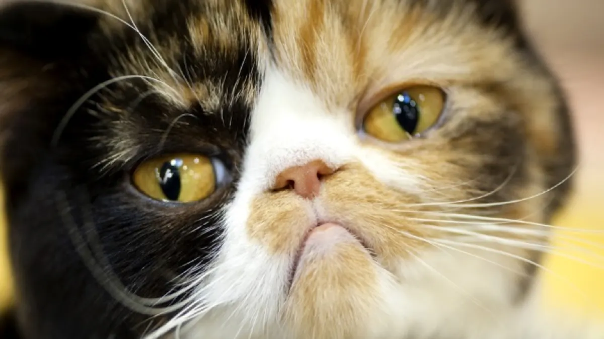 飼主不必太擔心,貓咪皮膚出現異狀,只要及早就醫接受治療大多都會得到好效果喔!(圖/寵毛網提供) 飼主不必太擔心,貓咪皮膚出現異狀,只要及早就醫接受治療大多都會得到好效果喔!(圖/寵毛網提供)