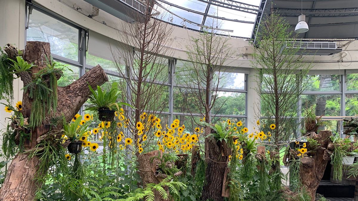 異星生物現蹤青年公園!「藍蟻蕨」銀閃閃超吸睛 百盆綠金國度免費拍爆