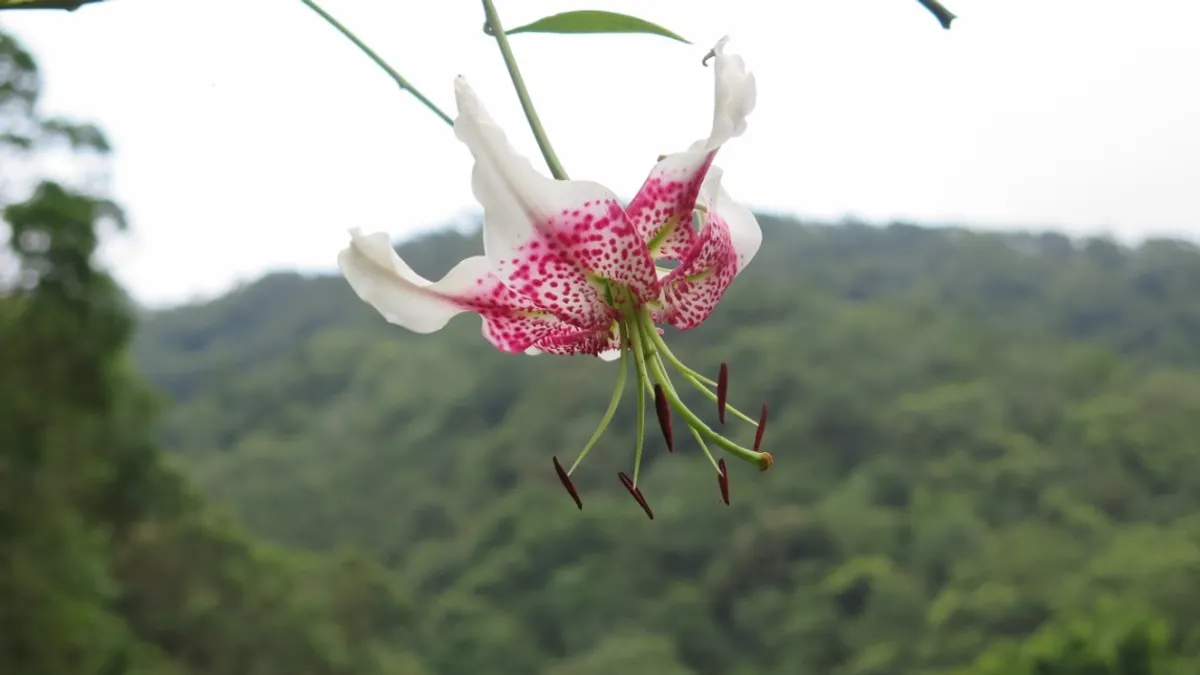 鹿子百合花辦酷似羽翼,又有「天使的翅膀」和「峭壁上的精靈」等美稱。(圖片來源:農業局) 鹿子百合花辦酷似羽翼,又有「天使的翅膀」和「峭壁上的精靈」等美稱。(圖片來源:農業局)