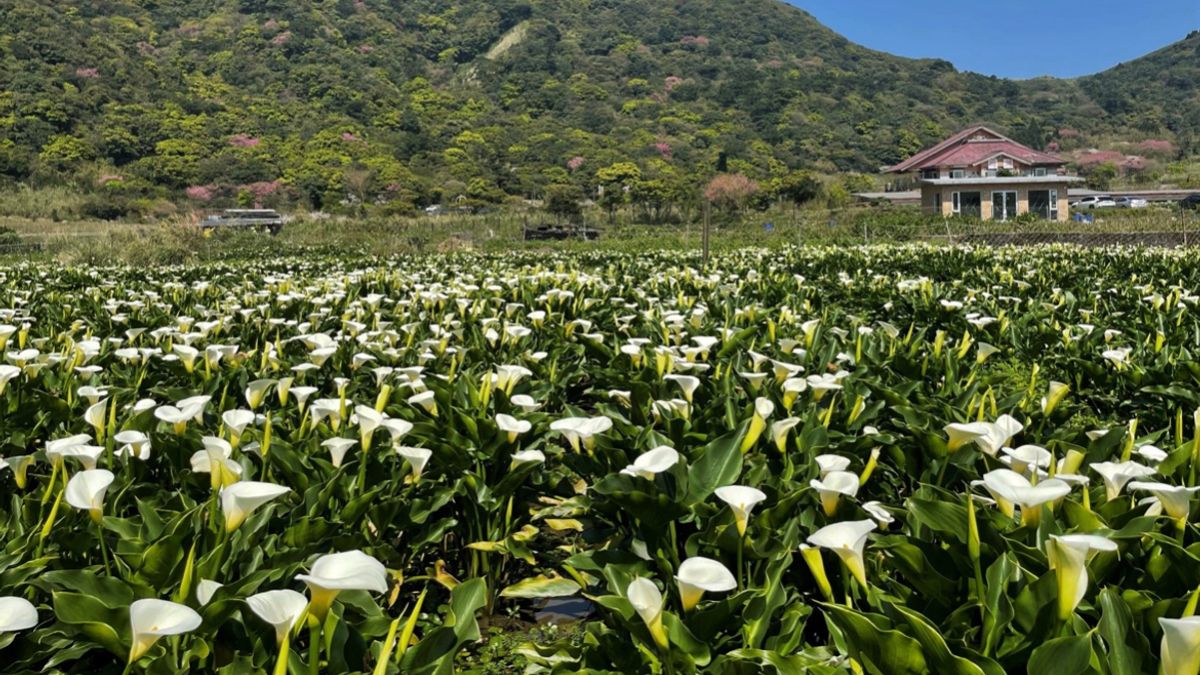 陽明山春暖花開 竹子湖海芋盛開。(圖/北市大地工程處提供) 陽明山春暖花開 竹子湖海芋盛開。(圖/北市大地工程處提供)