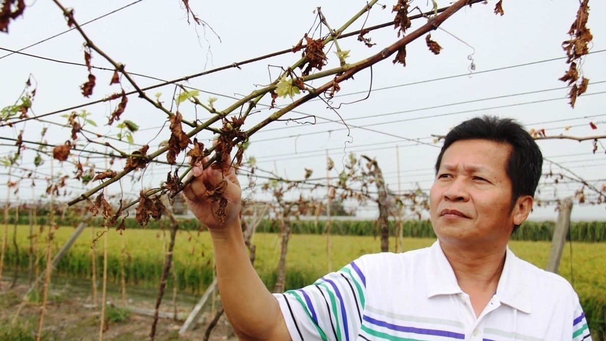 二林釀酒葡萄樹受颱風吹殘 今年無果可釀恐斷貨 二林釀酒葡萄樹受颱風吹殘 今年無果可釀恐斷貨