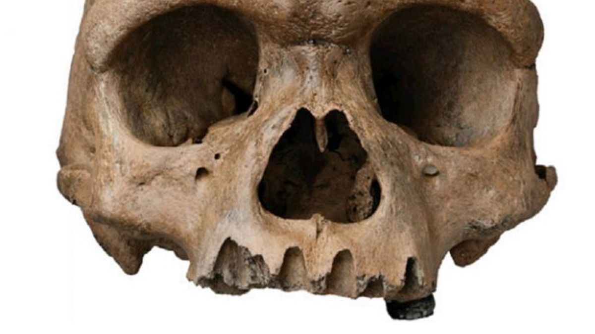 「龍人」頭骨(取自www.cell.com) 「龍人」頭骨(取自www.cell.com)